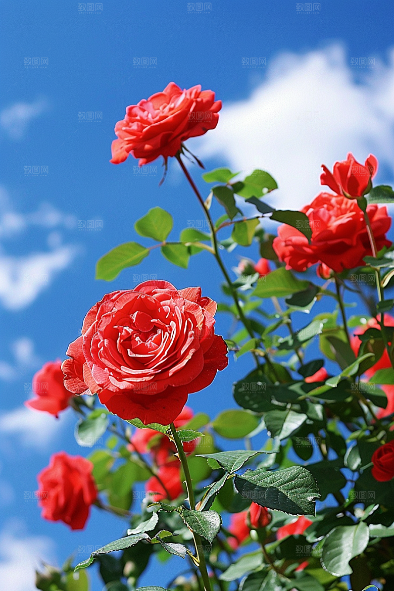 月季花欧月蔷薇素材