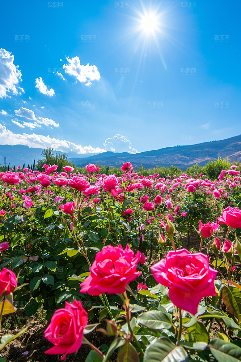 月季花彩色花卉素材