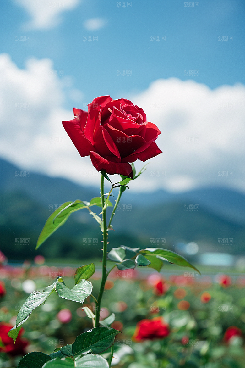 月季花花朵高清素材