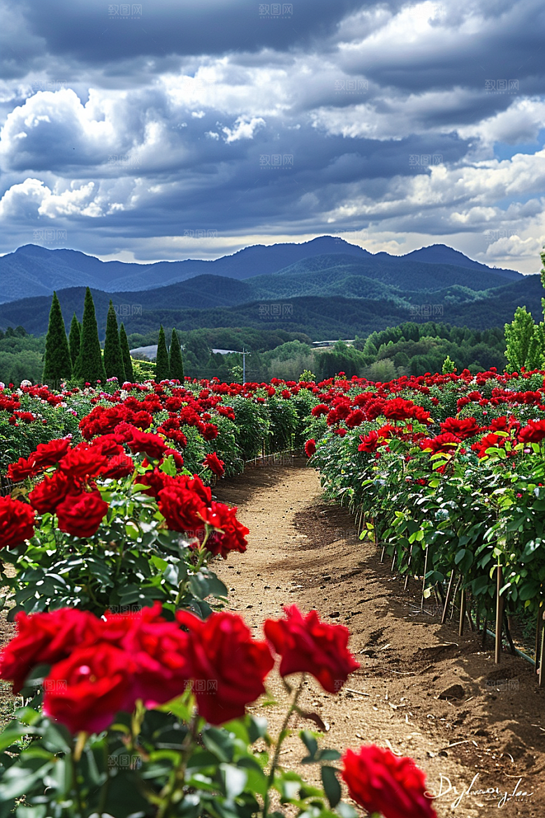 月季花花卉花朵素材