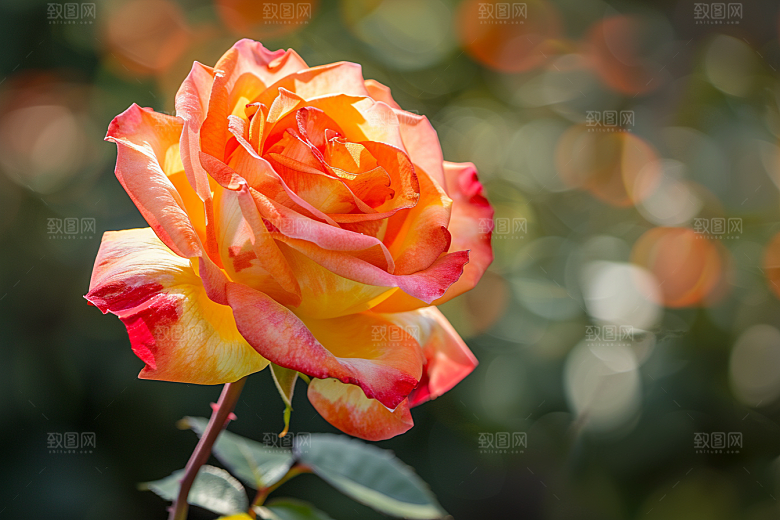 月季花彩色高清素材