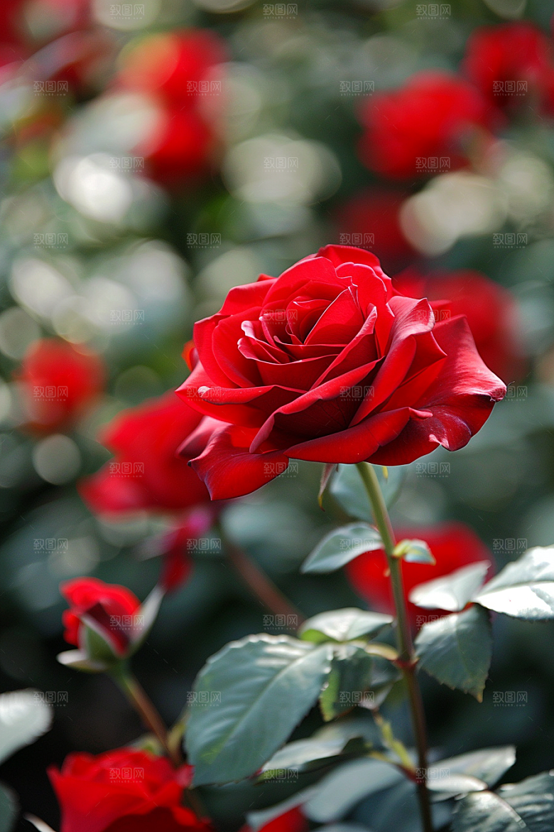 月季花藤月花朵素材
