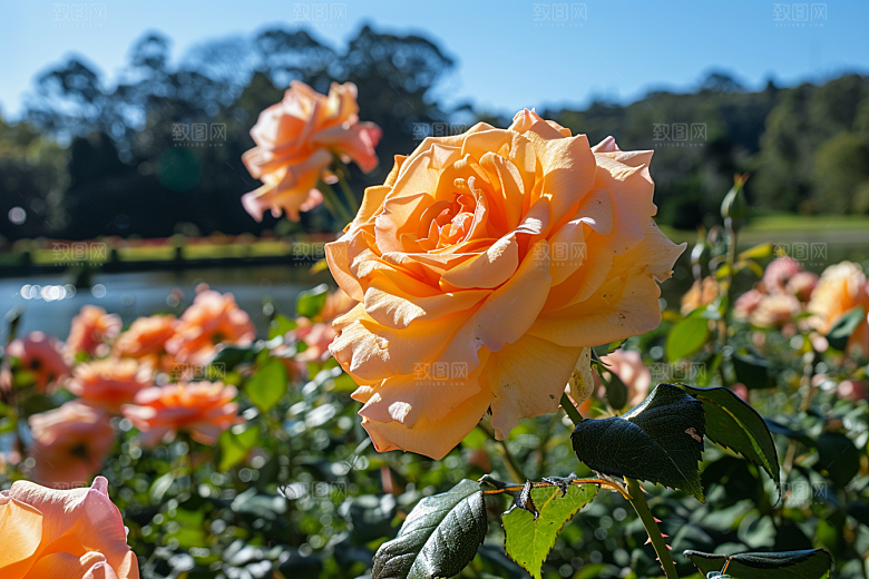 月季花唯美花卉素材