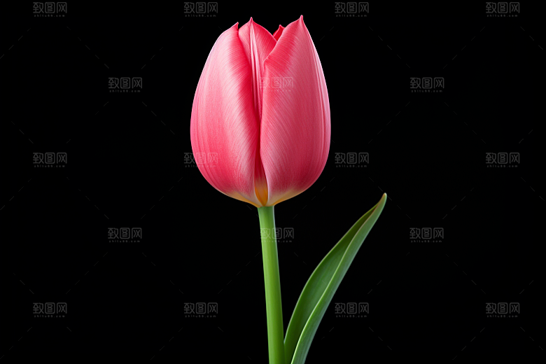 郁金香花朵明媚摄影图