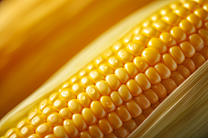 玉米丰收食材高清摄影图