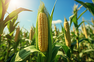 玉米丰收高清粮食摄影图