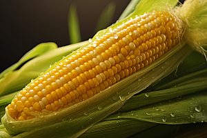玉米丰收收获食材摄影图