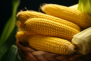 玉米丰收粮食田野摄影图