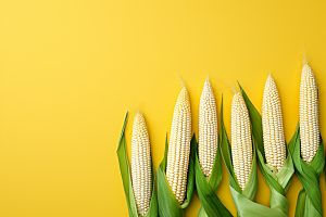 玉米丰收特写高清摄影图