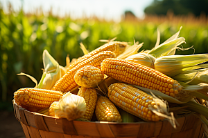 玉米丰收粮食食材摄影图