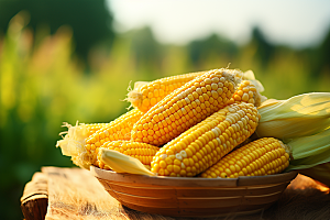 玉米丰收收获农业摄影图