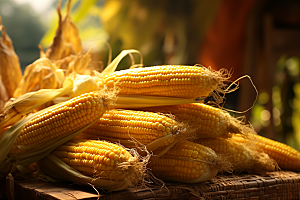 玉米丰收田野农业摄影图