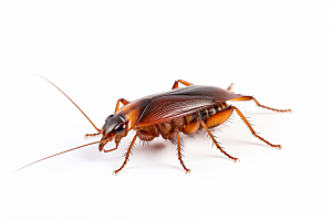 蟑螂昆虫四害摄影图