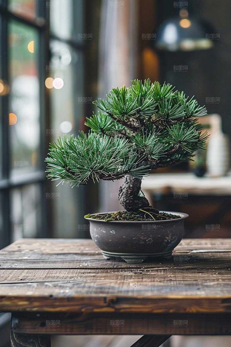 黑松盆景雅致庭院摄影图