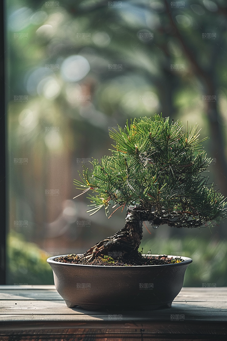 黑松盆景植物自然摄影图
