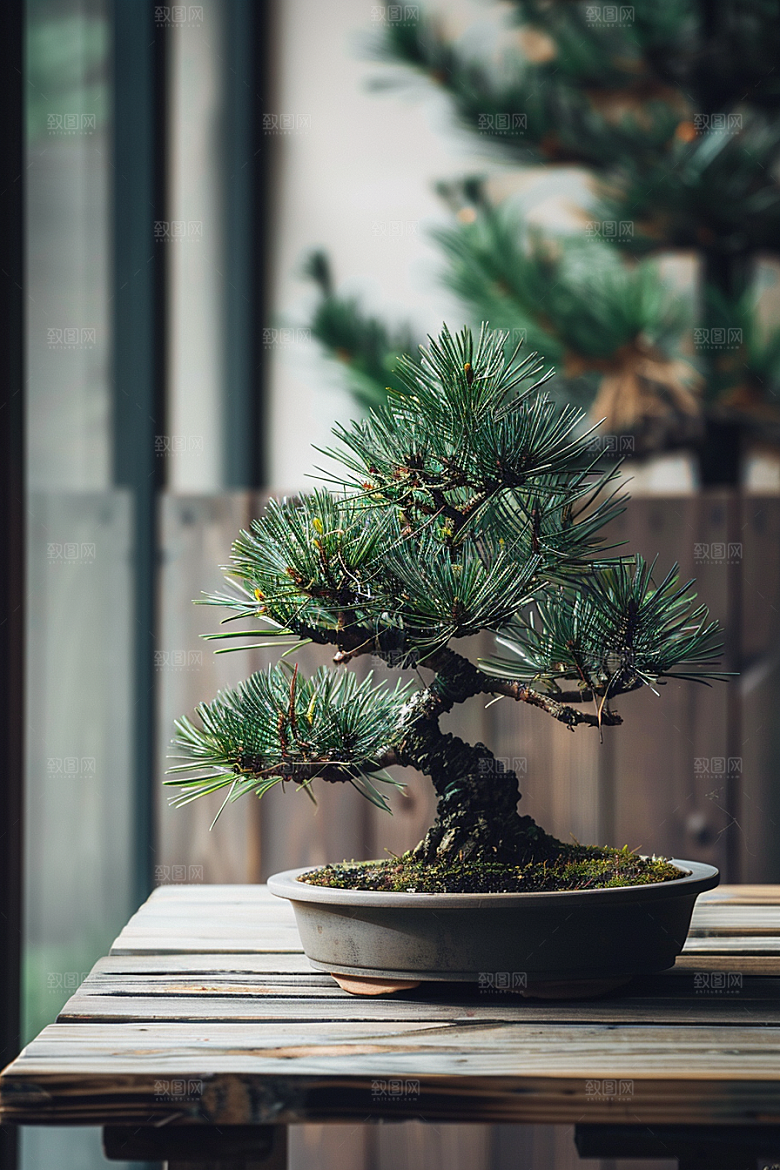 黑松盆景雅致装饰摄影图