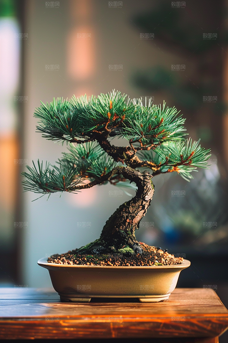 黑松盆景日式高雅摄影图