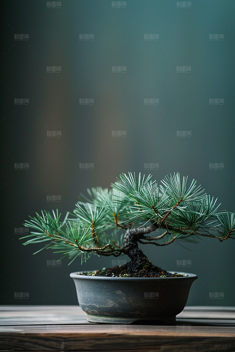 黑松盆景自然松树摄影图