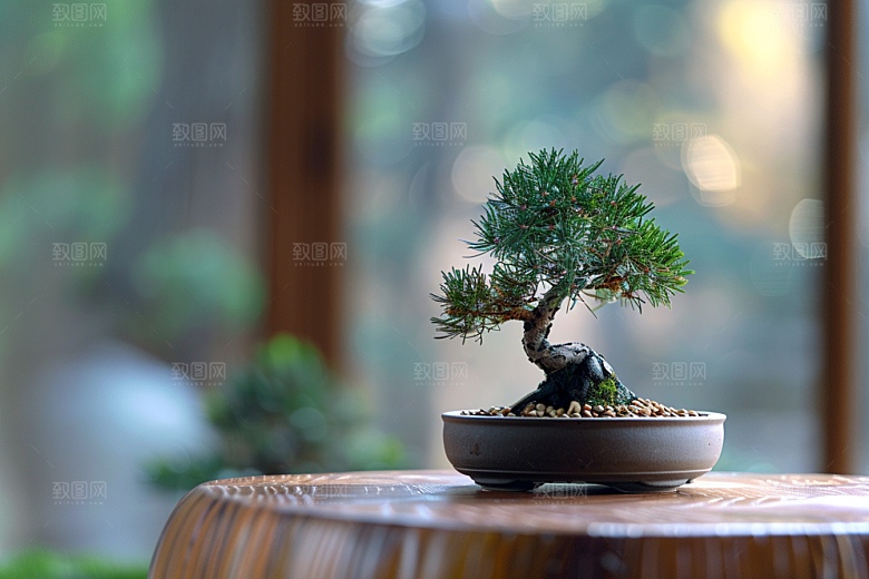 黑松盆景庭院日式摄影图