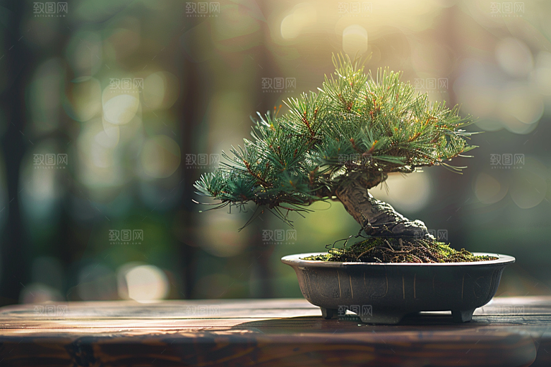 黑松盆景高雅雅致摄影图