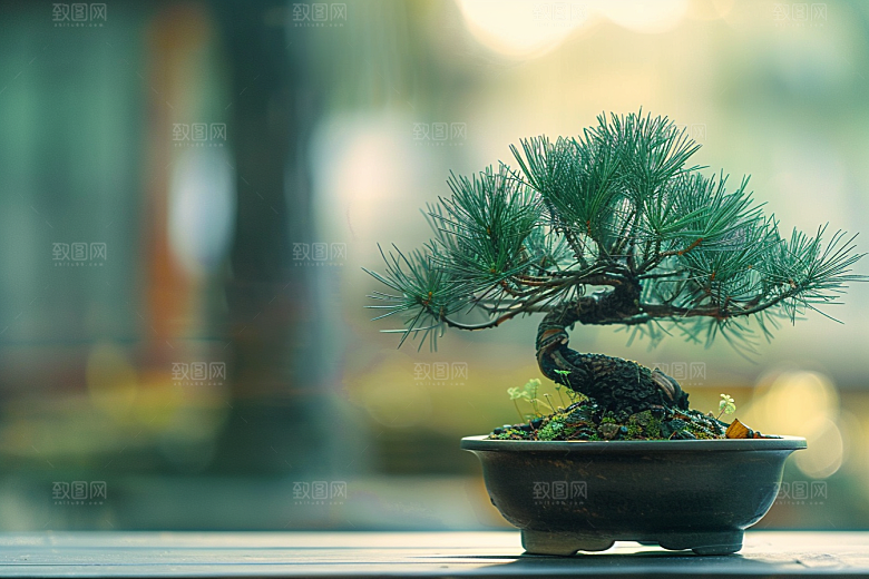 黑松盆景中国风装饰摄影图