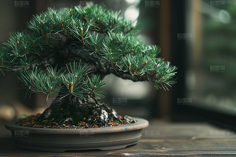 黑松盆景高雅中国风摄影图