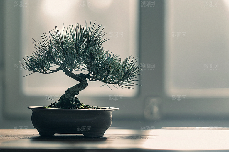 黑松盆景优雅自然摄影图