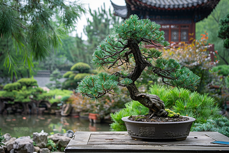 黑松盆景装饰雅致摄影图
