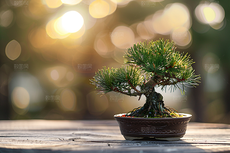 黑松盆景自然高雅摄影图