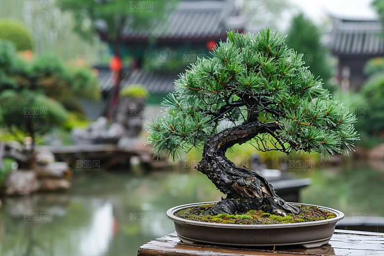黑松盆景中国风日式摄影图