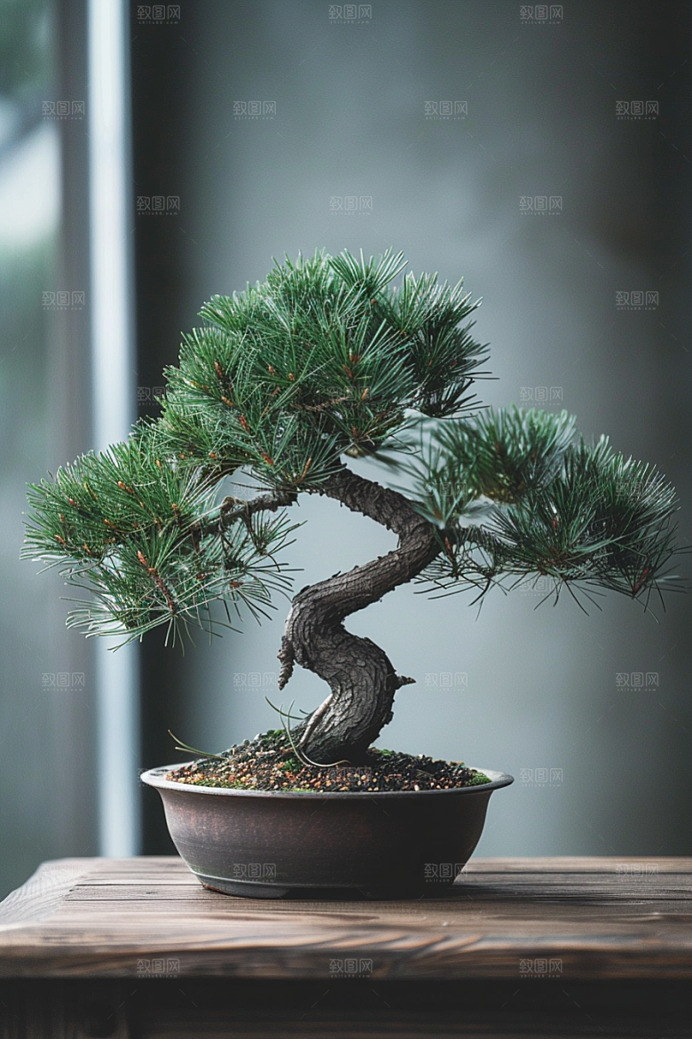 黑松盆景雅致高清摄影图