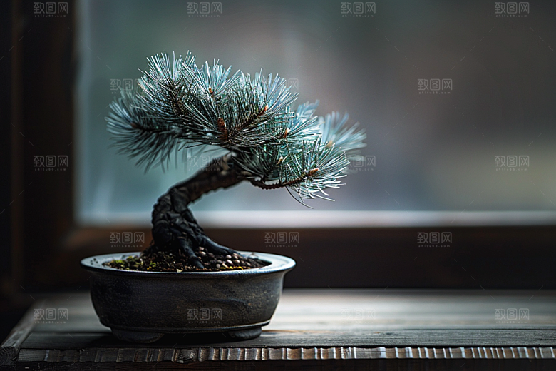 黑松盆景日式中国风摄影图