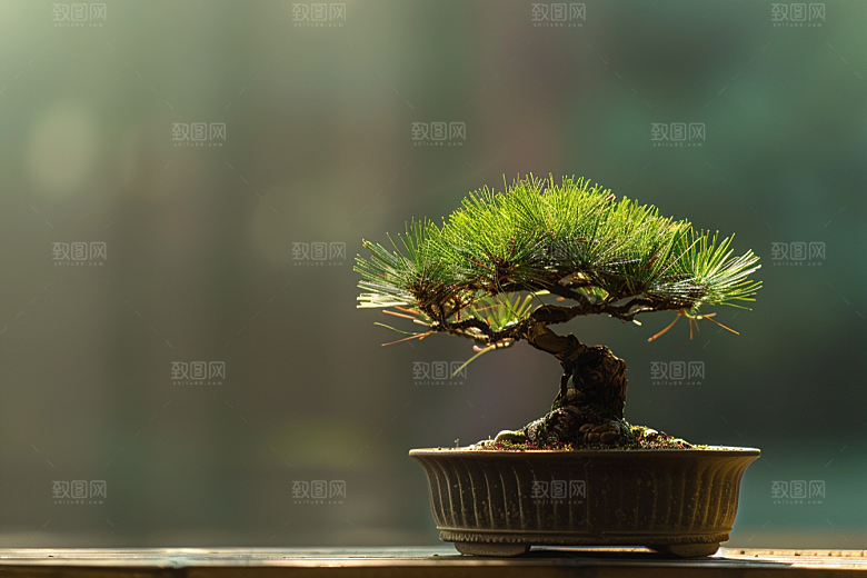 黑松盆景高清中式摄影图