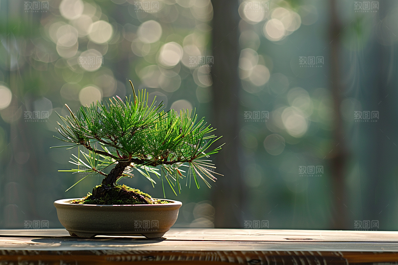 黑松盆景自然日式摄影图