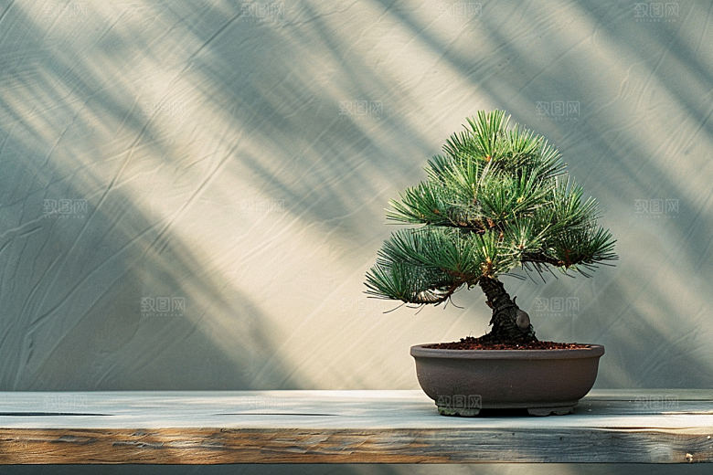 黑松盆景装饰植物摄影图