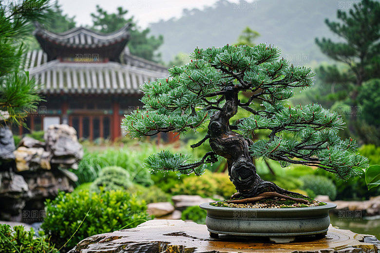 黑松盆景自然高雅摄影图