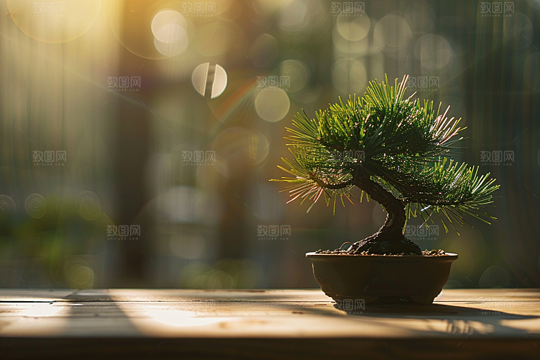 黑松盆景高雅中式摄影图