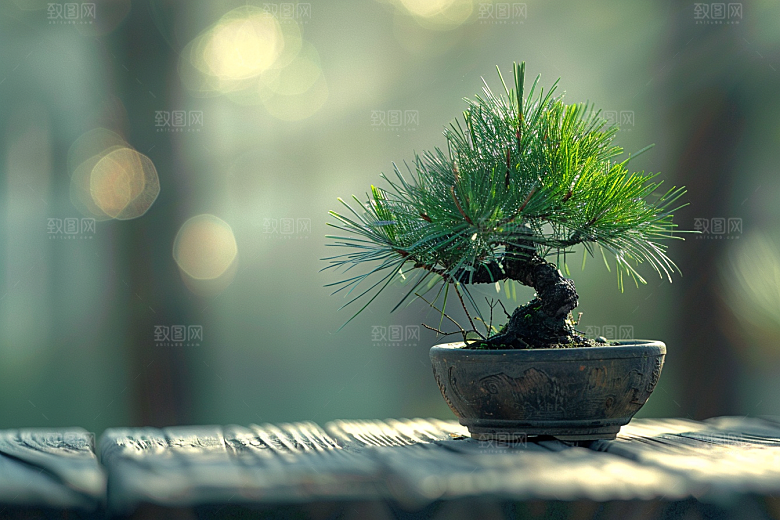 黑松盆景高雅自然摄影图
