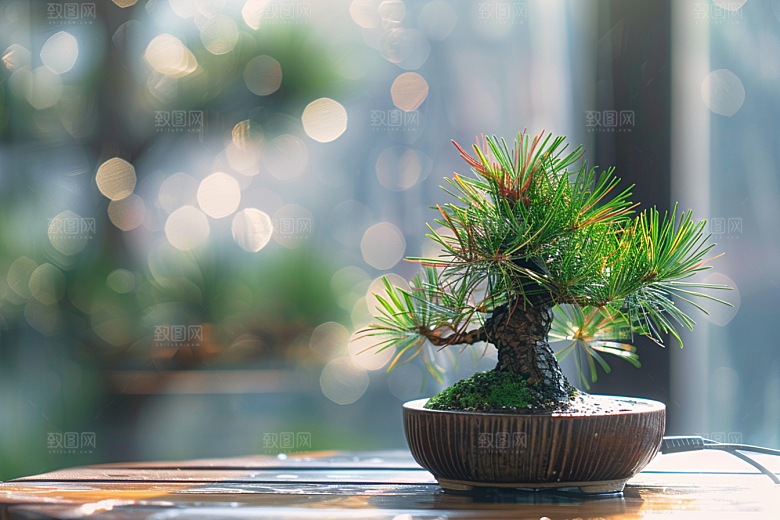 黑松盆景文化植物摄影图