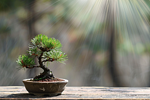 黑松盆景装饰松树摄影图