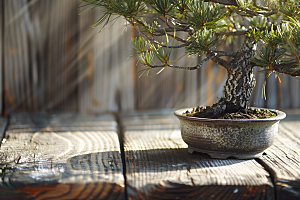 黑松盆景日式松树摄影图