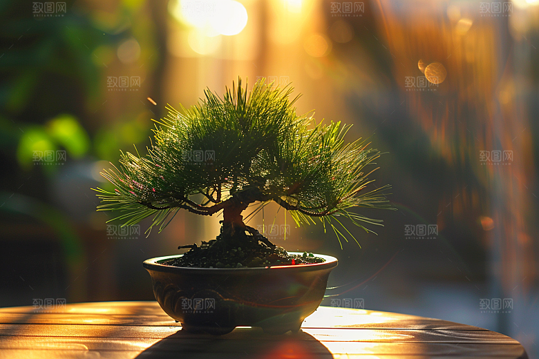 黑松盆景庭院高清摄影图