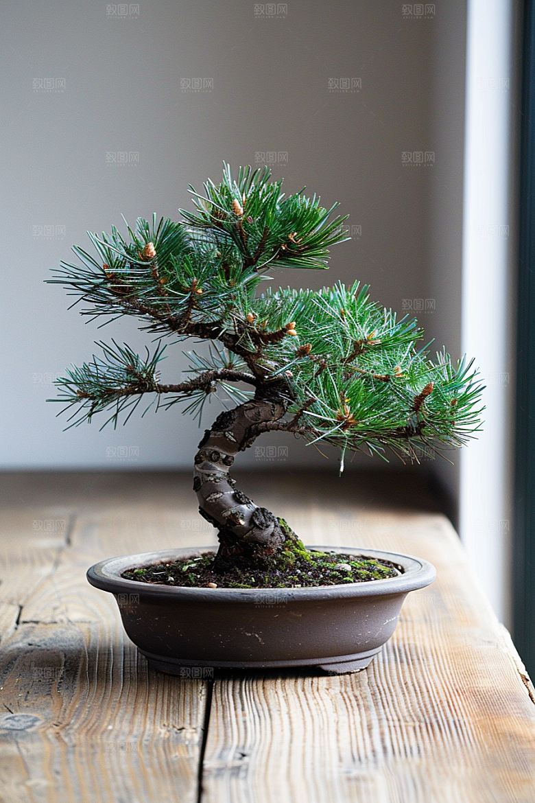 黑松盆景中式装饰摄影图