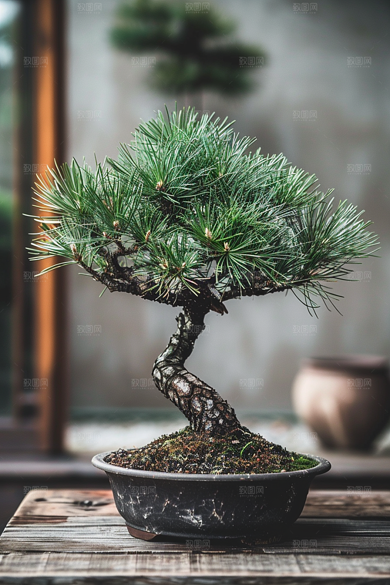 黑松盆景松树雅致摄影图
