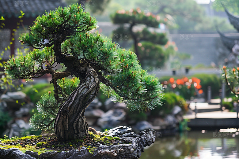黑松盆景植物高雅摄影图