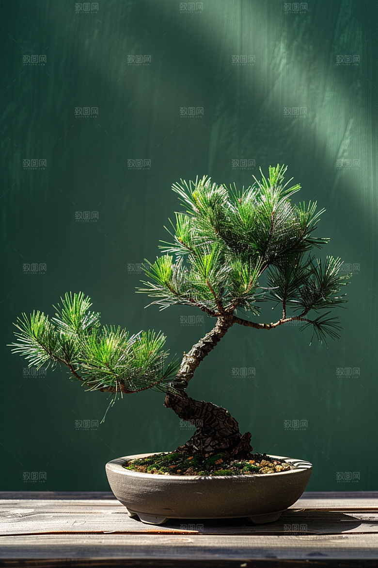 黑松盆景中国风植物摄影图