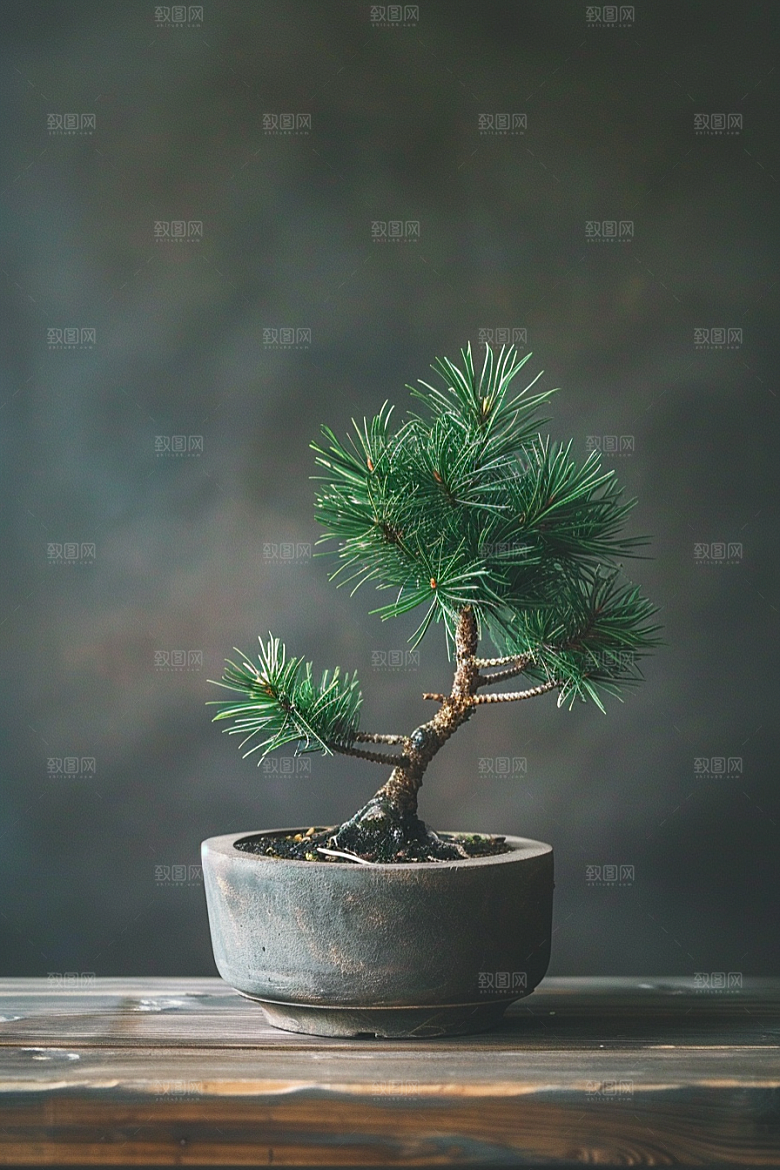 黑松盆景植物庭院摄影图