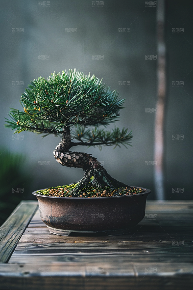 黑松盆景植物中国风摄影图