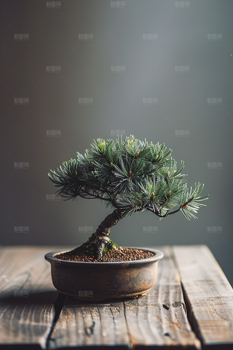 黑松盆景雅致植物摄影图