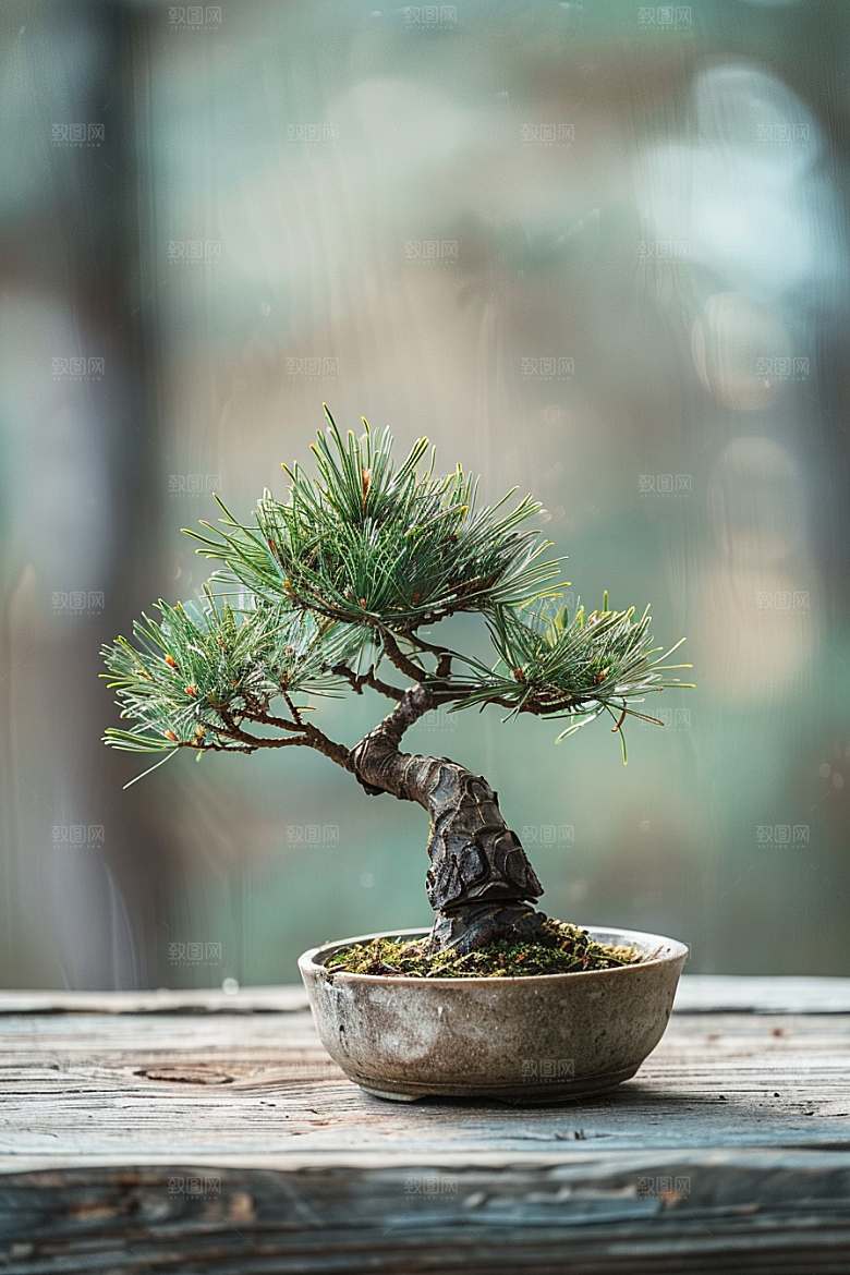 黑松盆景高清日式摄影图